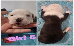 American Bulldog dogs for sale: Female 5 - Image 1