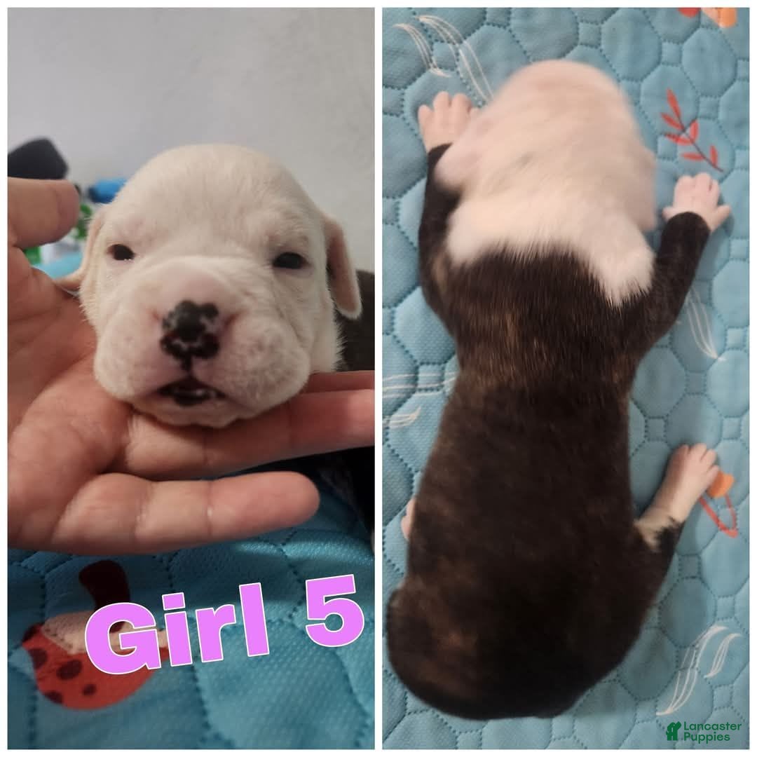 American Bulldog dogs for sale: Female 5 - Image 1