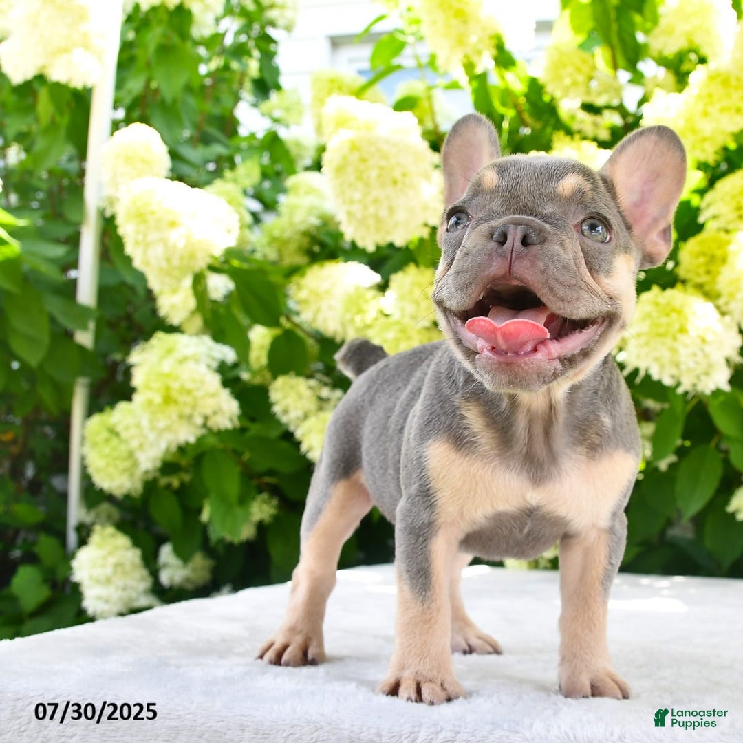 French Bulldog dogs for sale: Millie - Image 15