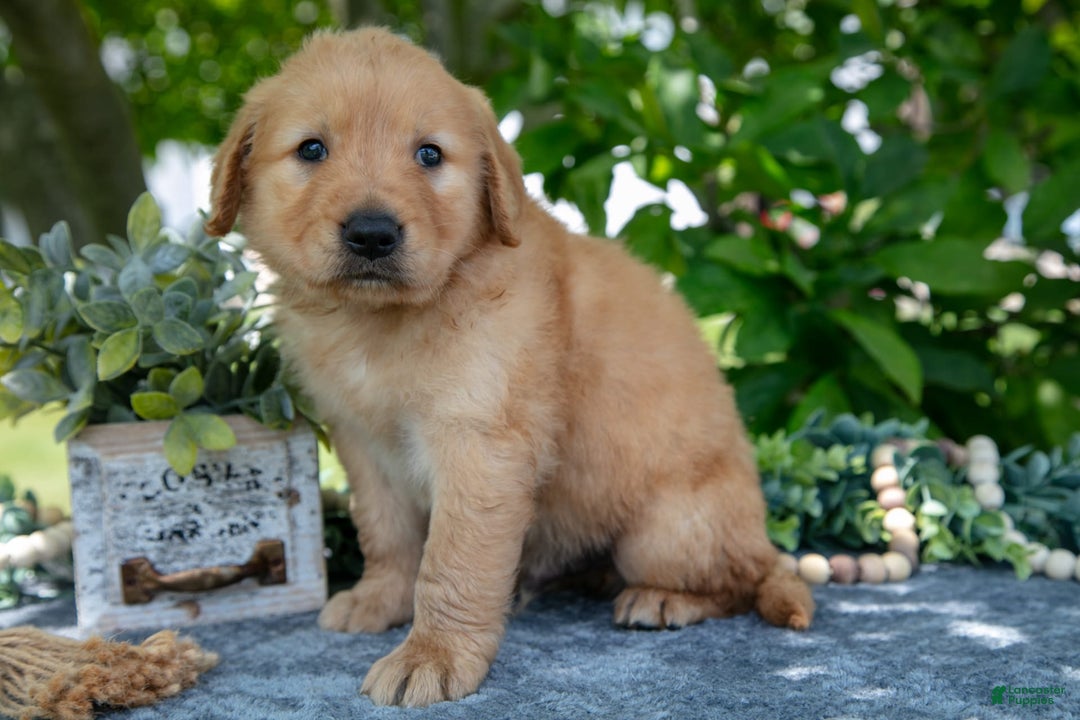 Golden Retriever dogs for sale: Lennon - Image 4