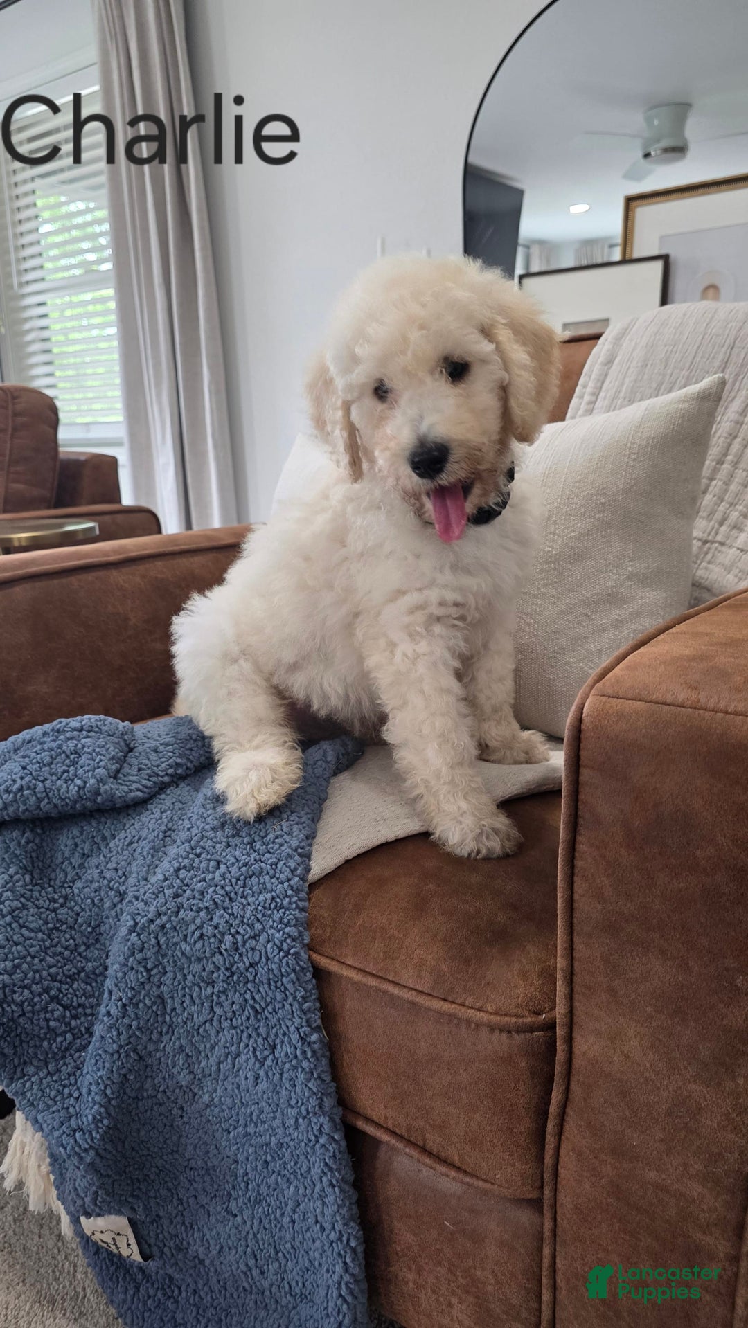 Goldendoodle dogs for sale: Charlie - Image 1
