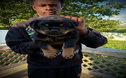 Rottweiler dogs for sale: Blue Male - Image 1