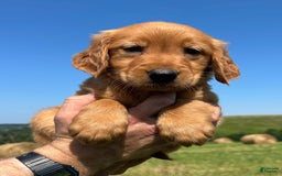 Golden Retriever dogs for sale: Meadow - Image 5