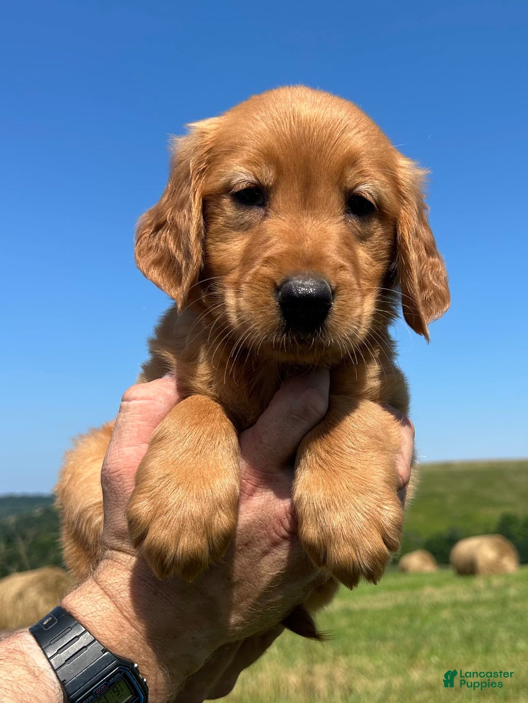 Golden Retriever dogs for sale: Meadow - Image 5