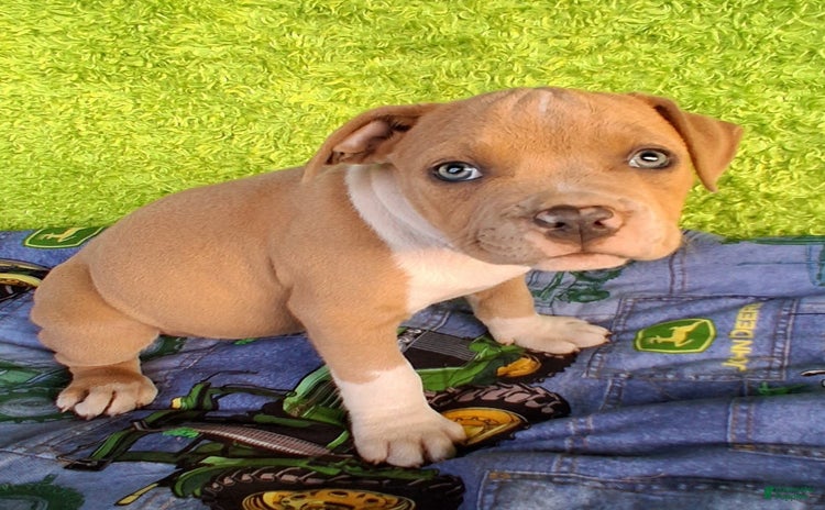 American Bully dogs for sale - Ad 1