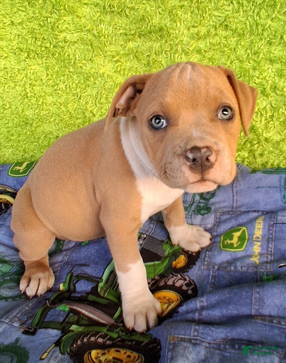 American Bully dogs for sale: Loki - Image 1