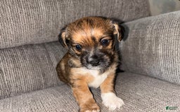 Morkie dogs for sale: Cooper - Image 5