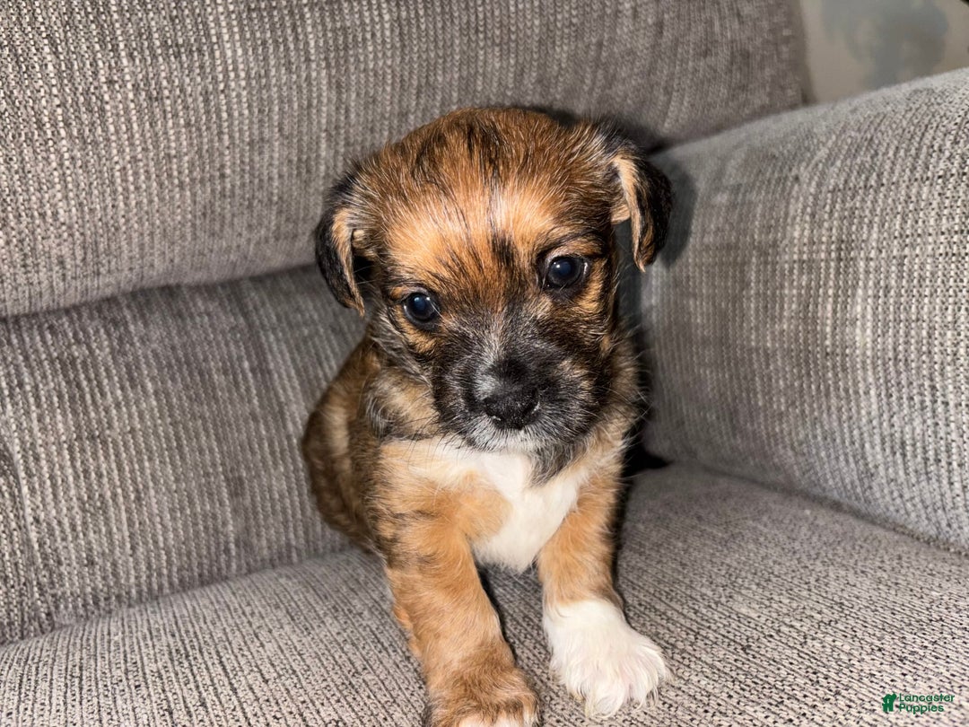 Morkie dogs for sale: Cooper - Image 5