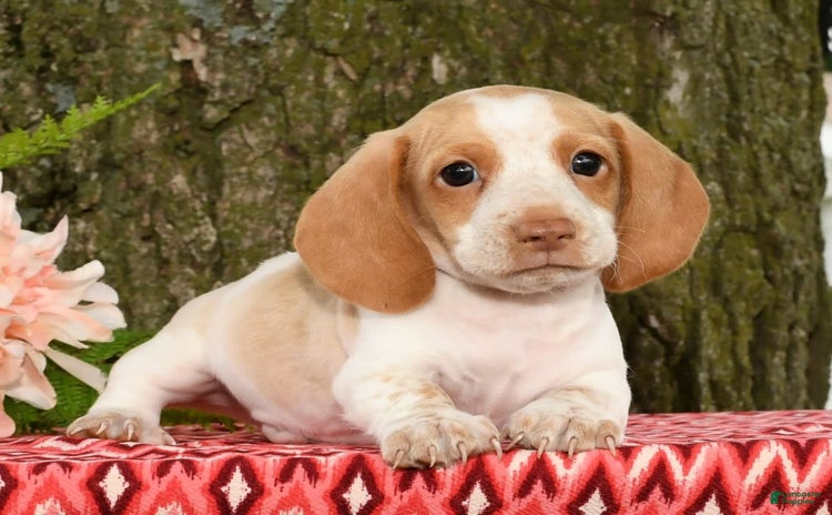 Miniature Dachshund dogs for sale - Ad 1