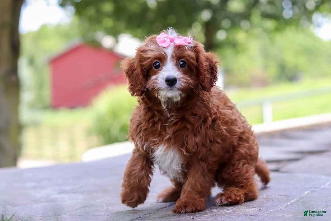 Cavapoo dogs for sale: Levy - Image 8