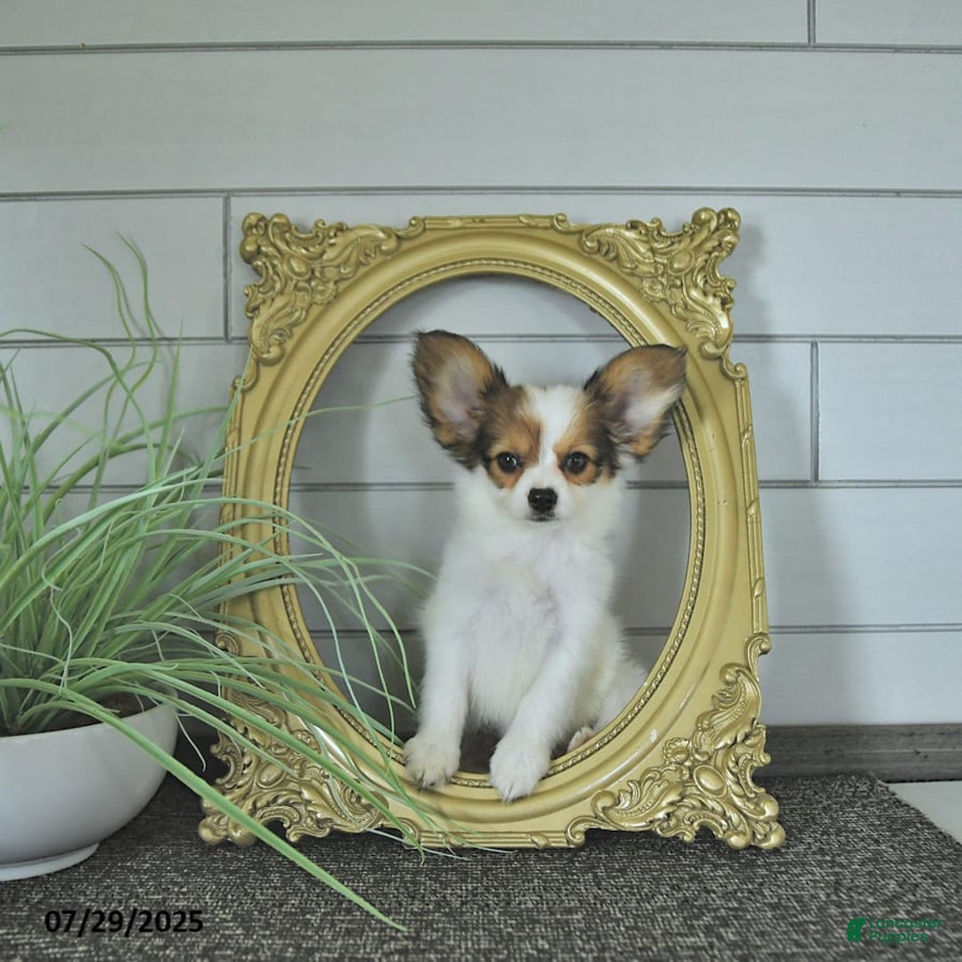 Papillon dogs for sale: Brett - Image 11