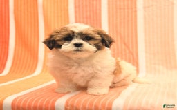 Havanese dogs for sale: Patrick - Image 5