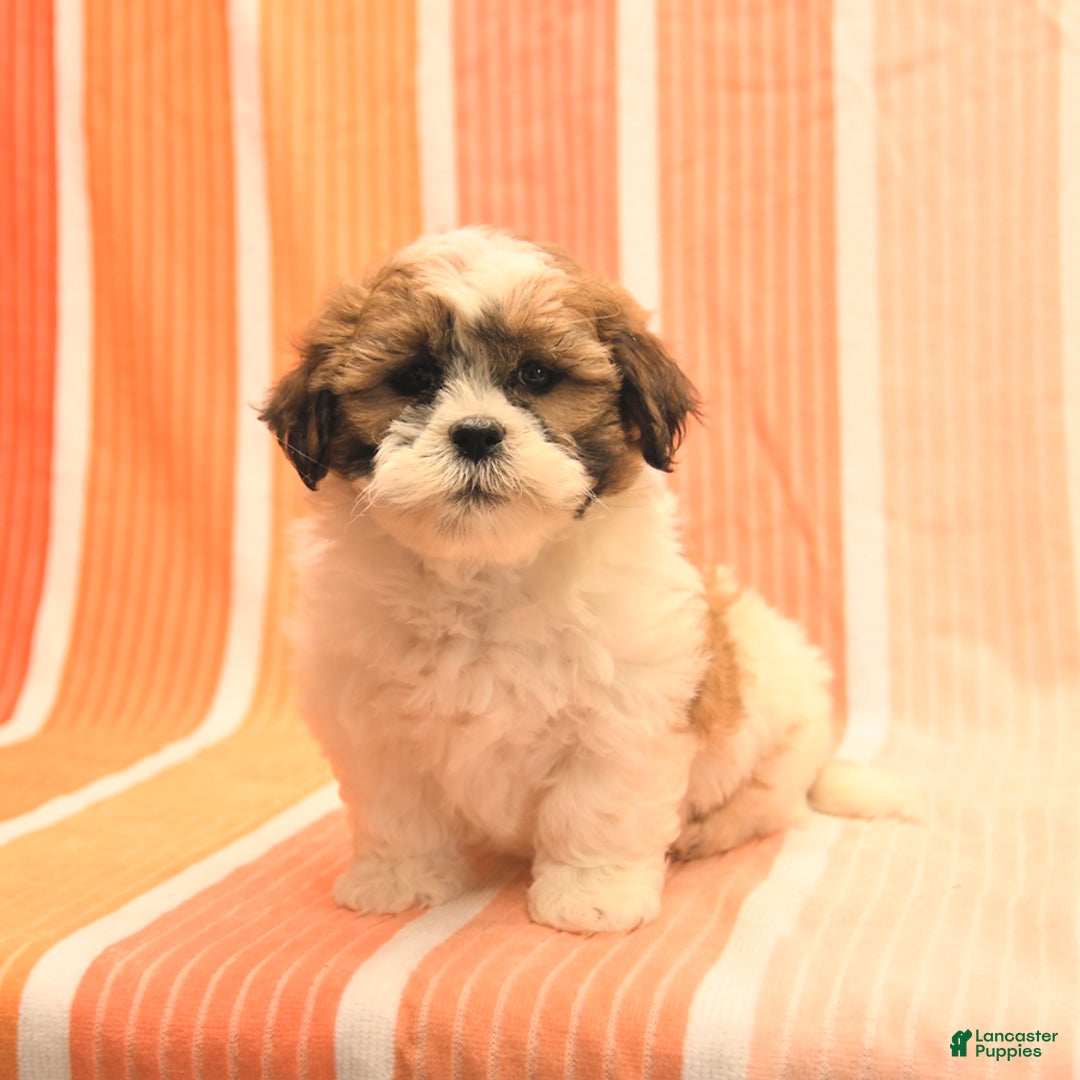 Havanese dogs for sale: Patrick - Image 5