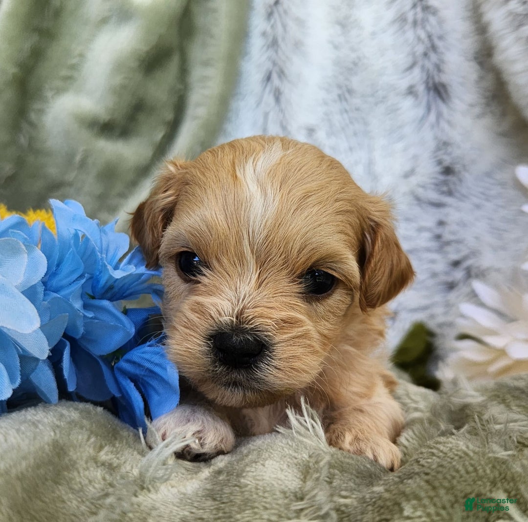 Shihpoo dogs for sale: Maverick - Image 6