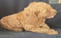Cockapoo dogs for sale: Biscuit - Image 2