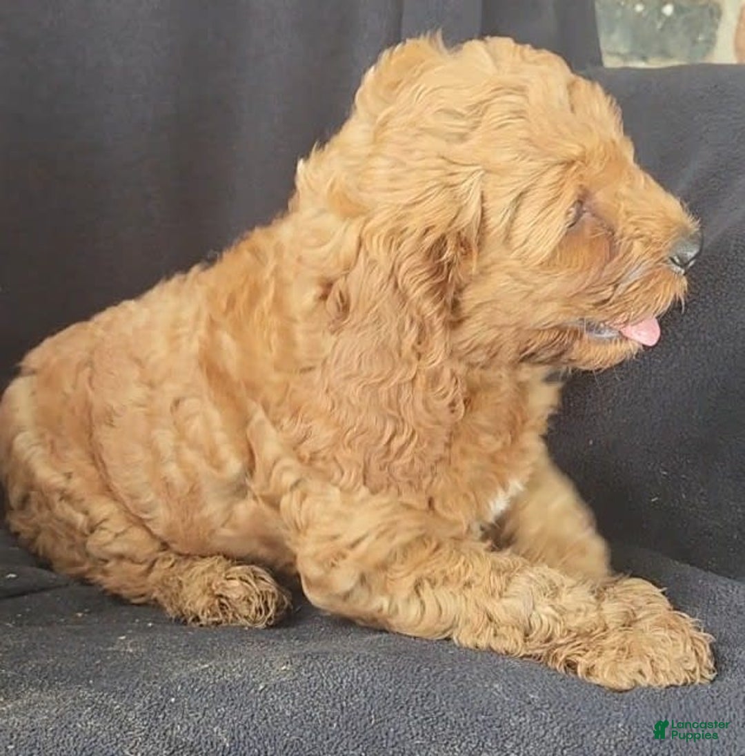 Cockapoo dogs for sale: Biscuit - Image 2