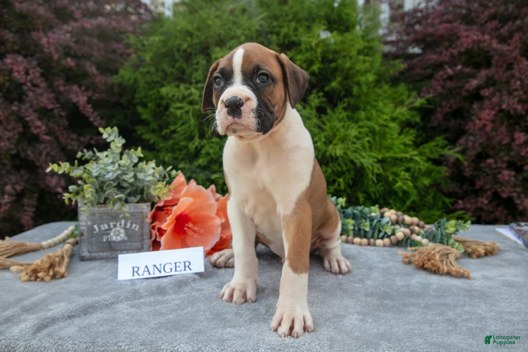 Boxer dogs for sale: Ranger - Image 3