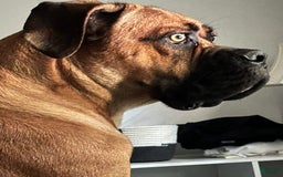 Cane Corso dogs for sale: Creasy - Image 6