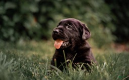 Goldador dogs for sale: Green - Image 2