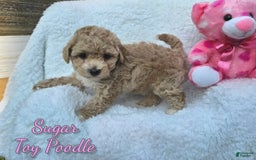 Toy Poodle dogs for sale: Sugar - Image 2