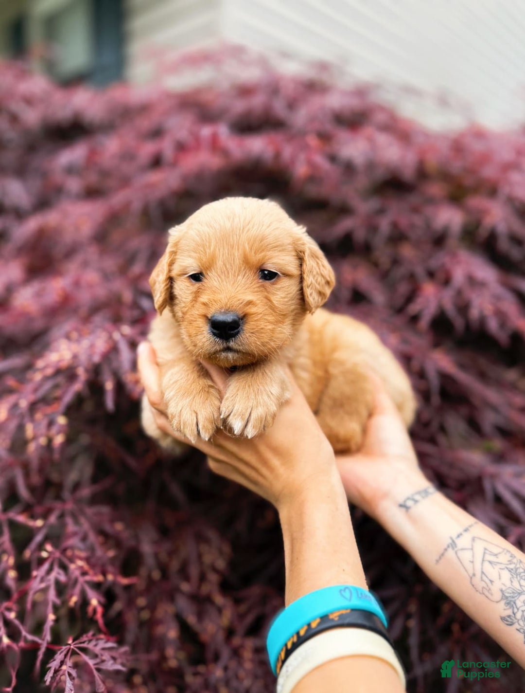 Golden Retriever dogs for sale: Willow - Image 2