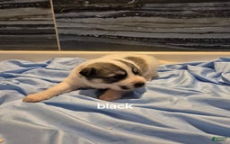 Great Pyrenees dogs for sale: Black - Image 2