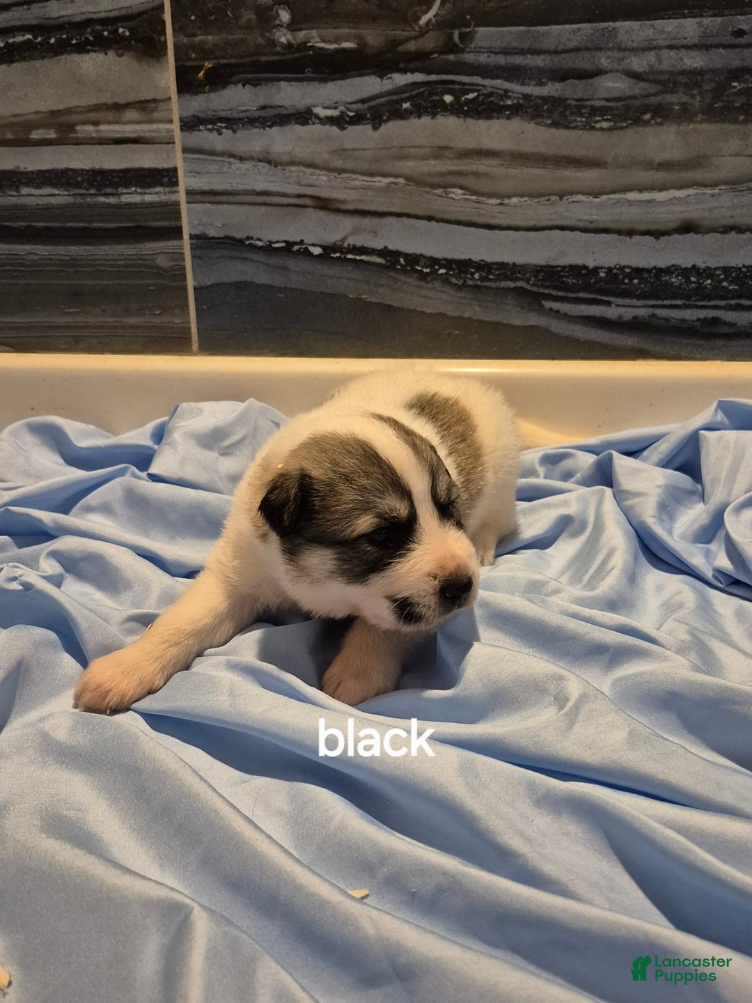 Great Pyrenees dogs for sale: Black - Image 2