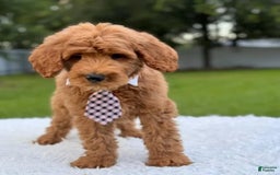 Goldendoodle dogs for sale: Max - Image 9