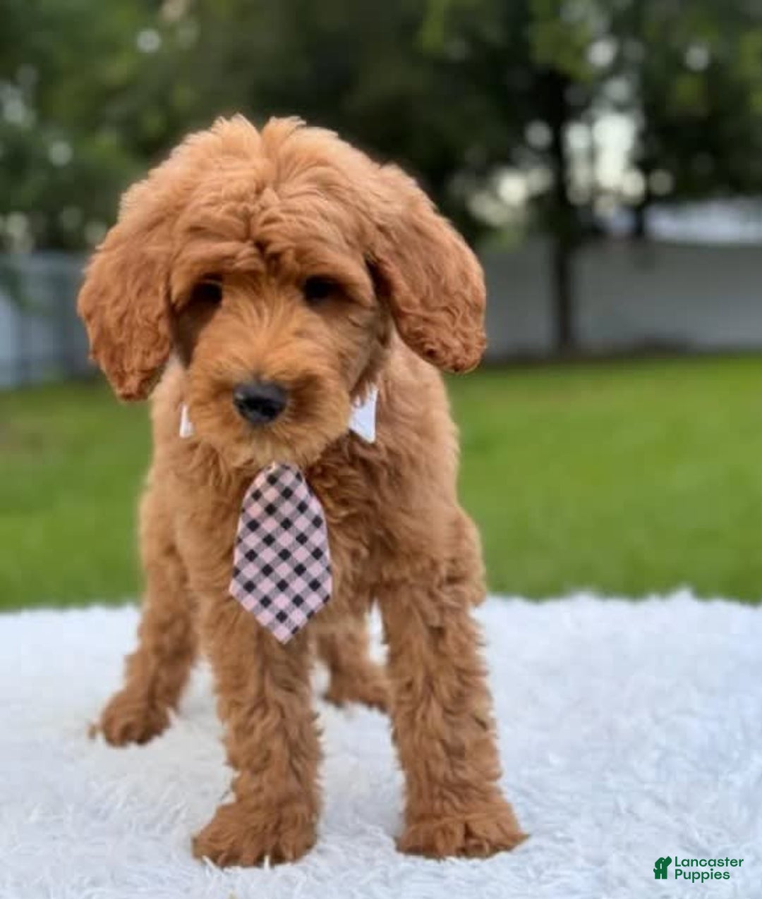 Goldendoodle dogs for sale: Max - Image 9