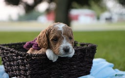 Mini Goldendoodle dogs for sale: Lily - Image 4