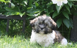 Havanese dogs for sale: Calvin - Image 1