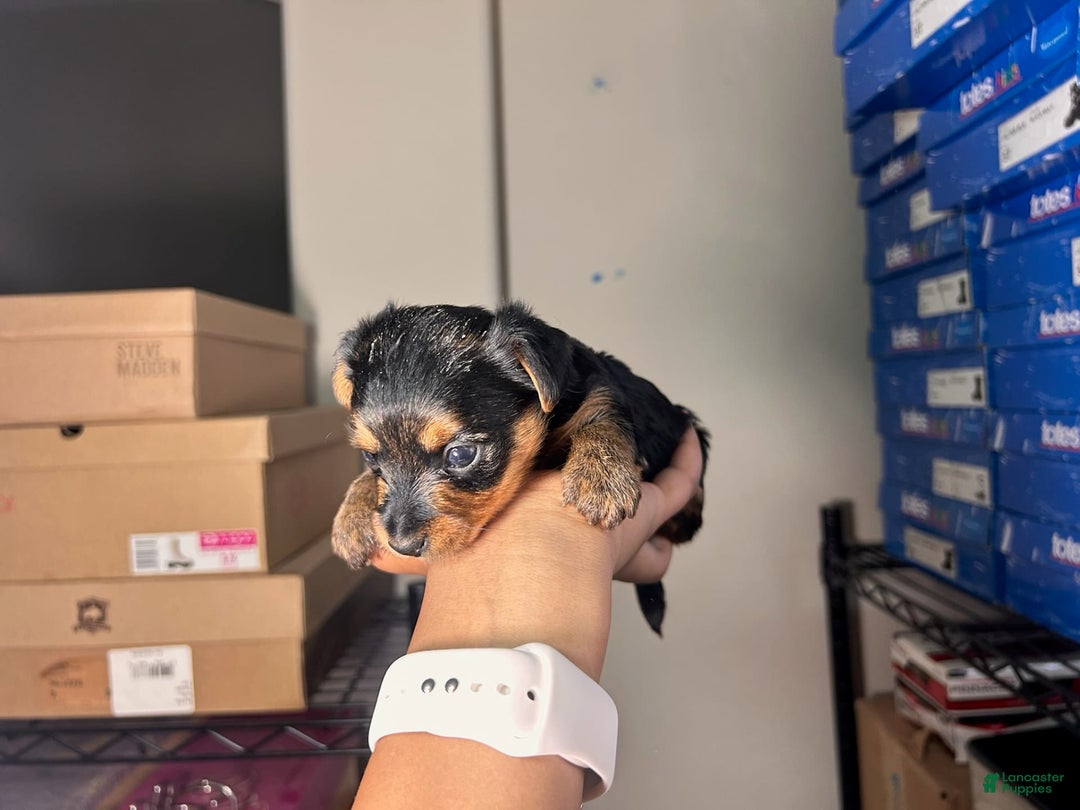 Yorkshire Terrier dogs for sale: Lord - Image 1