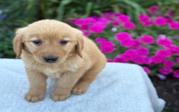 Golden Retriever dogs for sale: Treasure - Image 8