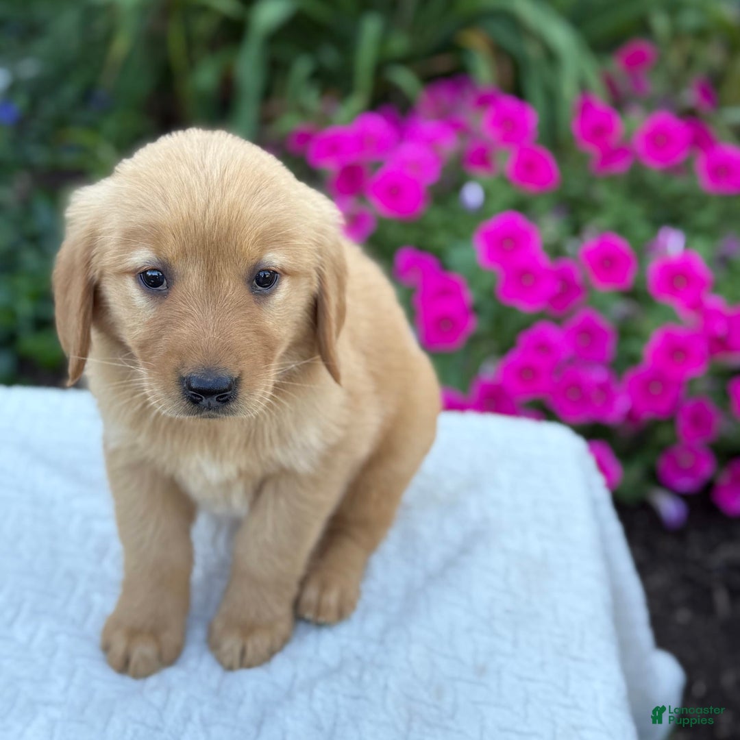 Golden Retriever dogs for sale: Treasure - Image 8