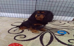 Cavapoo dogs for sale: Butterfinger - Image 8
