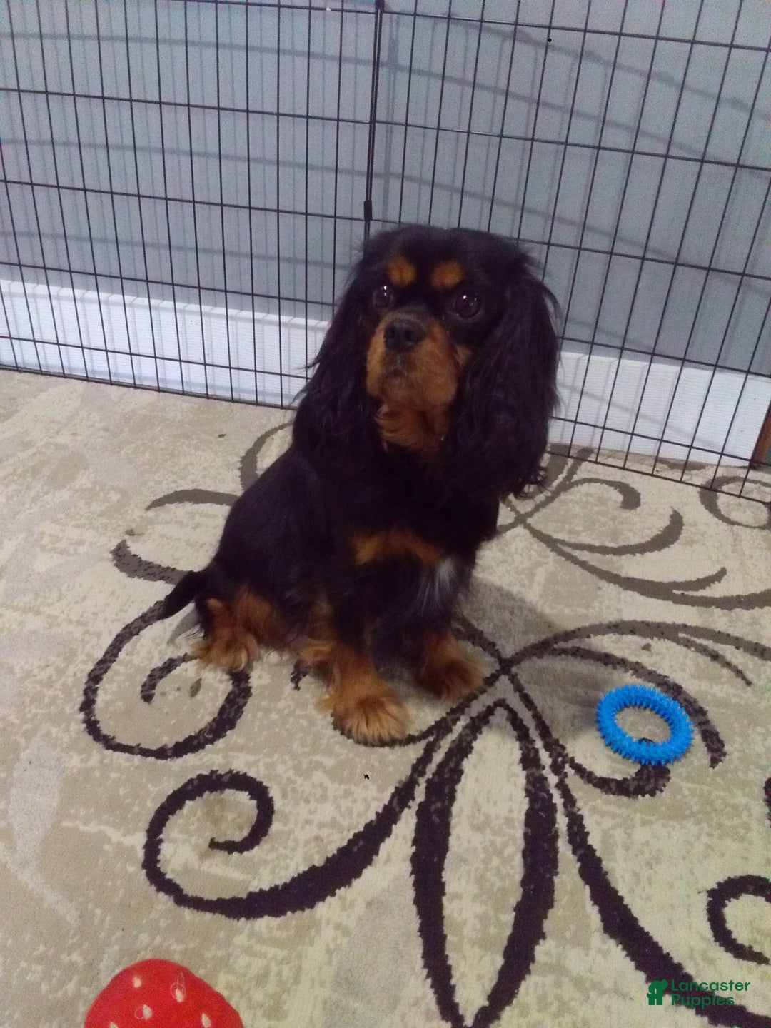 Cavapoo dogs for sale: Butterfinger - Image 8