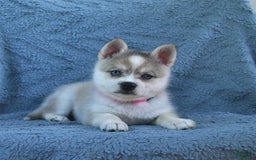 Alaskan Klee Kai dogs for sale: Cinderella - Image 5