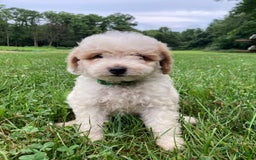 Mini Goldendoodle dogs for sale: Sadie - Image 1