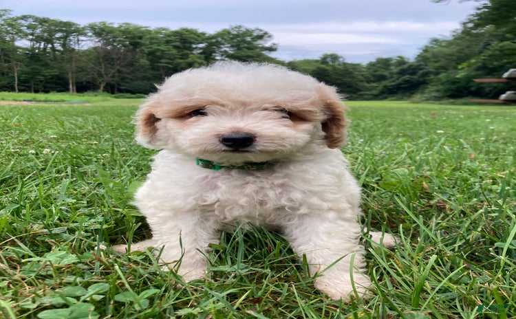 Mini Goldendoodle dogs for sale - Ad 3