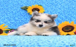 Pomsky dogs for sale: Nugget - Image 3