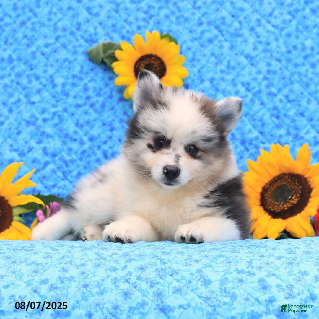 Pomsky dogs for sale: Nugget - Image 3