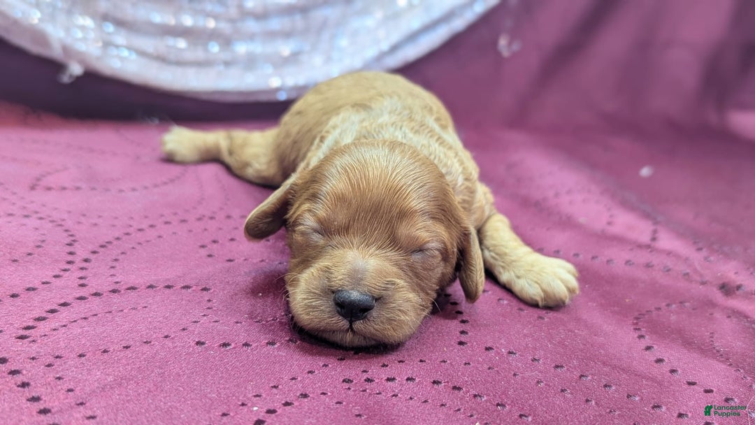 Cavapoo dogs for sale: Hera - Image 7