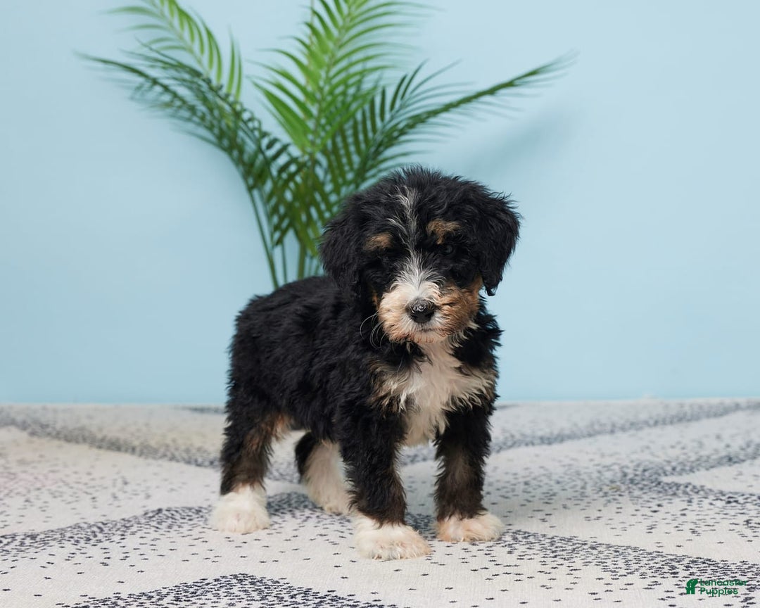 Bernedoodle dogs for sale: Conner - Image 4