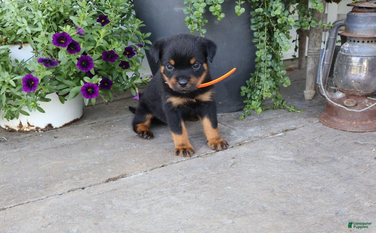 Rottweiler dogs for sale - Ad 3