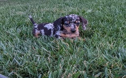 Miniature Dachshund dogs for sale: Buddy - Image 5