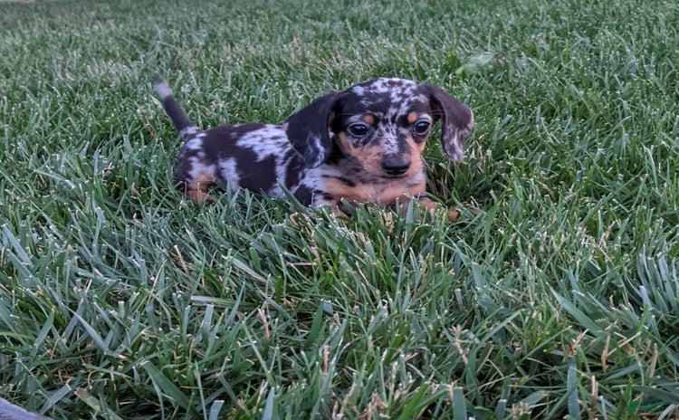 Miniature Dachshund dogs for sale - Ad 2