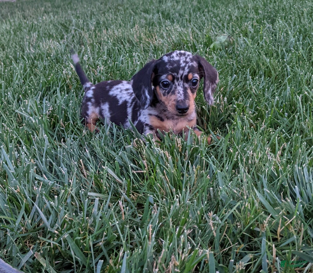 Miniature Dachshund dogs for sale: Buddy - Image 5