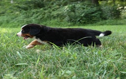 Bernese Mountain Dog dogs for sale: Samson - Image 19