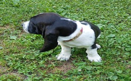 Basset Hound dogs for sale: Molly - Image 13