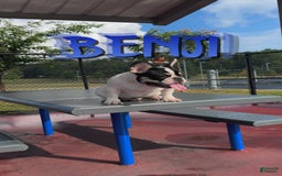 French Bulldog dogs for sale: Benji - Image 4